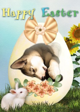 Easter egg card with Siberian Husky puppy and a white bunny.