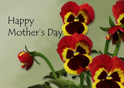 Red Pansies on a green background (Mother