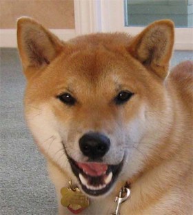 My Shiba Shake profile picture.