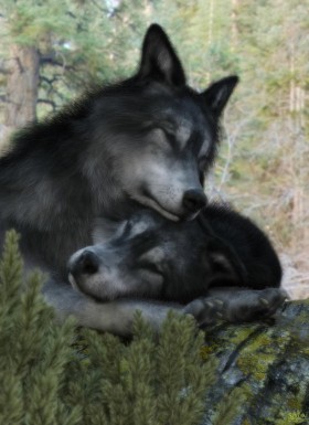 Using Wolf 2.0 by Alessandro_AM.